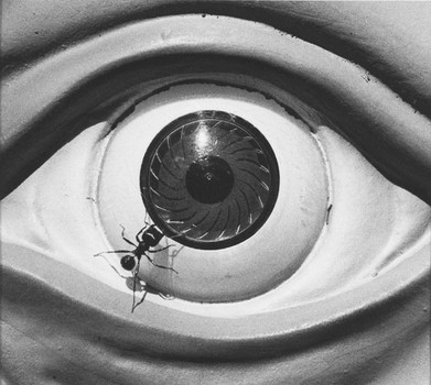 Ants were also a regular motif, such as in this photograph from the same period. It was an image of ants crawling on a crucifix that drew the attention of militant bloggers in 'A Fire in My Belly.'